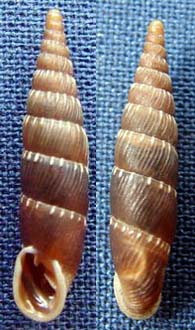 Tabella della Famiglia Clausilidae